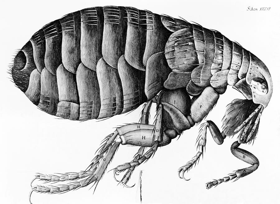 A Flea from Microscope Observation Drawing by Robert Hooke