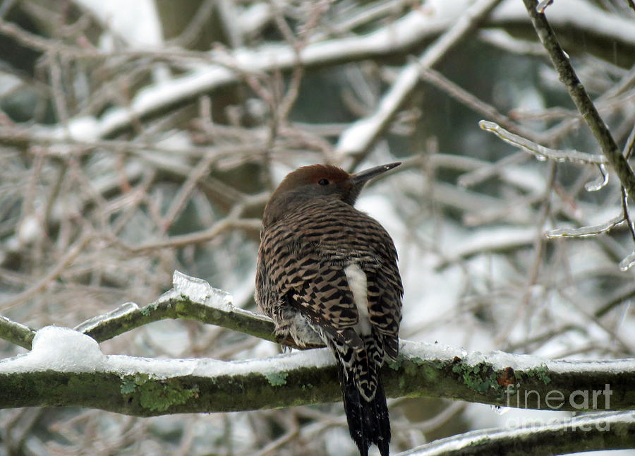 A Flicker on Ice Photograph by Chris Anderson