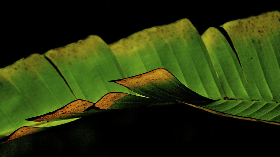 Green Photograph - A floating Heliconia Leaf by Lehua Pekelo-Stearns