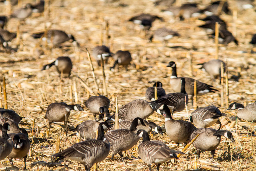 Geese Photograph - A Flock Aleutians by Brian Williamson