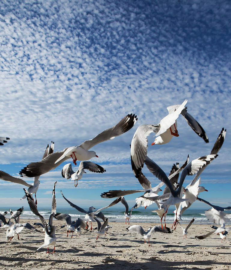 A Flock Of Birds Taking Flight From A Photograph by Marcos Welsh / Design Pics