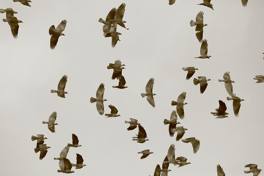 Animal Photograph - A flock of flying Jackdaws by Ulrich Kunst And Bettina Scheidulin