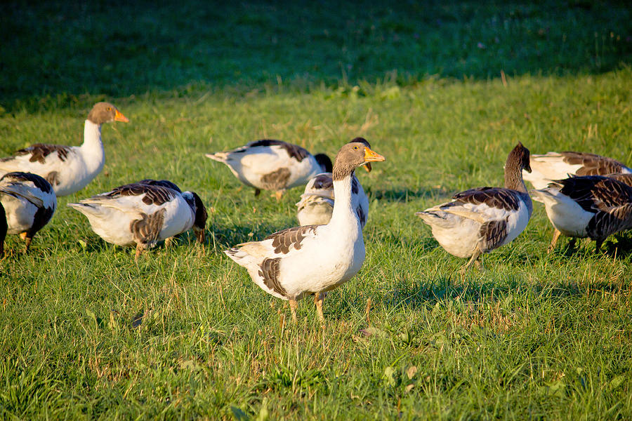 A flock of geese on green meadow Photograph by Brch Photography