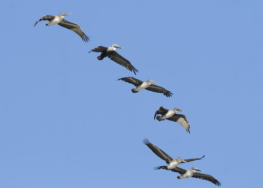 A Flock of Pelicans flying overhead. Photograph by Bradford Martin