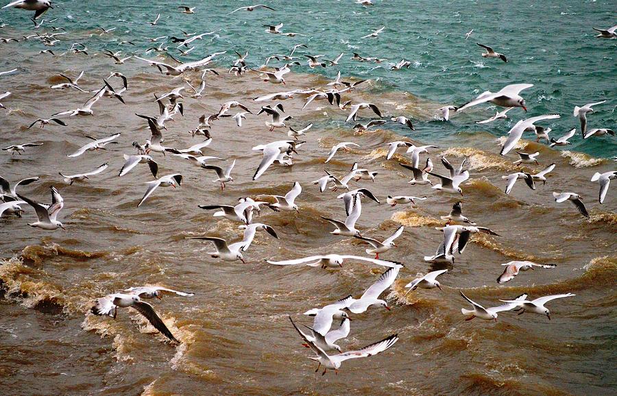 Seagull Photograph - A flock of seagulls by Rumiana Nikolova