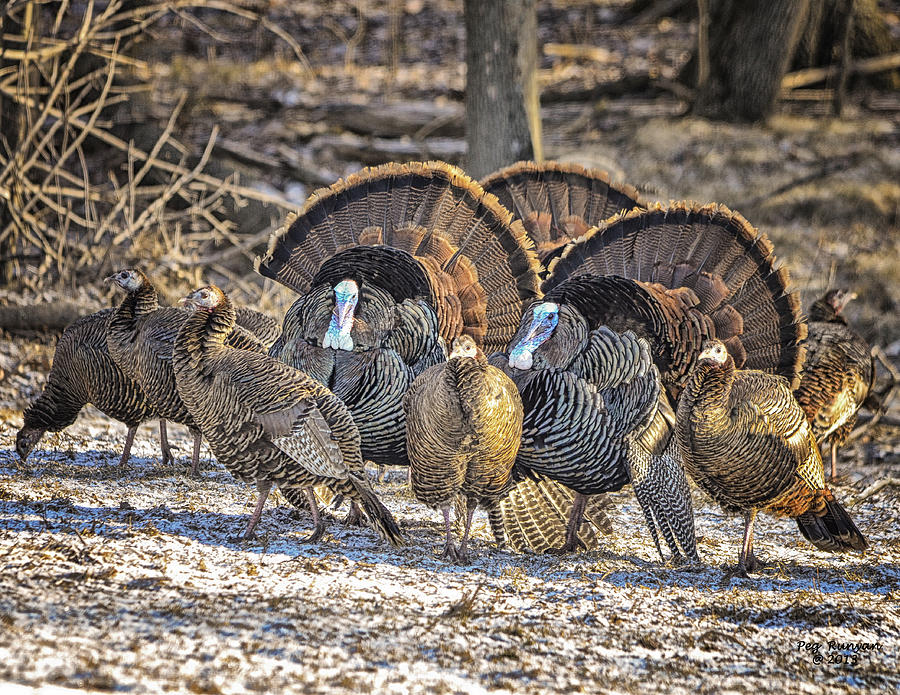 A Flock of Turkeys Photograph by Peg Runyan