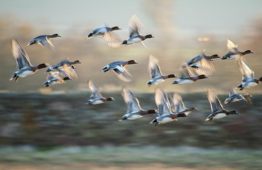 A Flock Of Wigeon Ducks In Flight Photograph by John Lawson, Belhaven