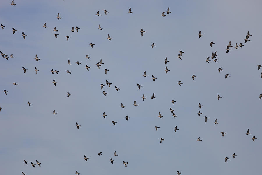 A flock of wood pigeons - available for licensing Photograph by Ulrich ...