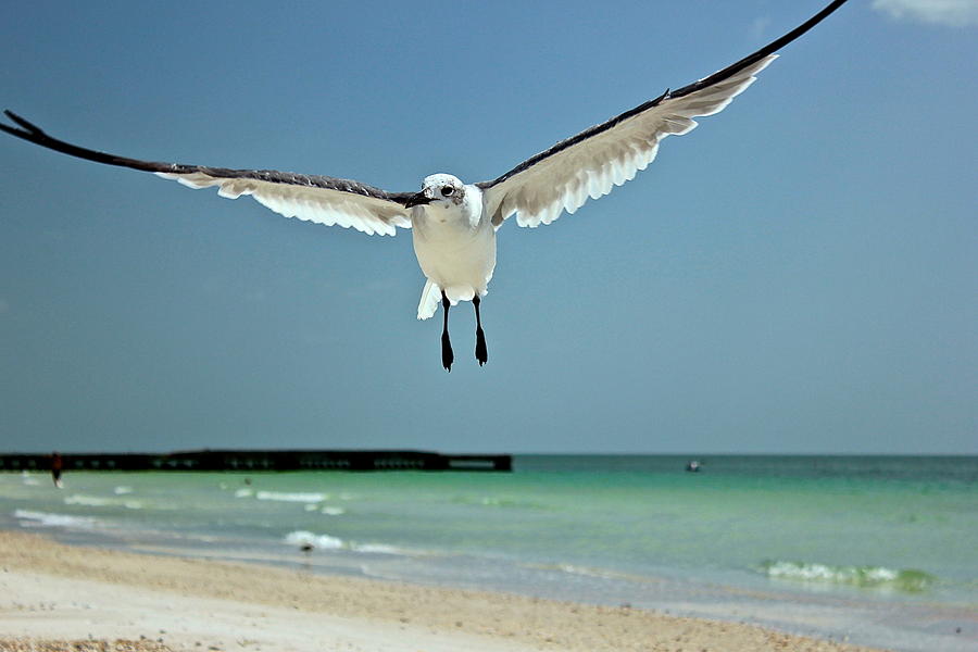 A Florida Gull Photograph by Amazing Jules