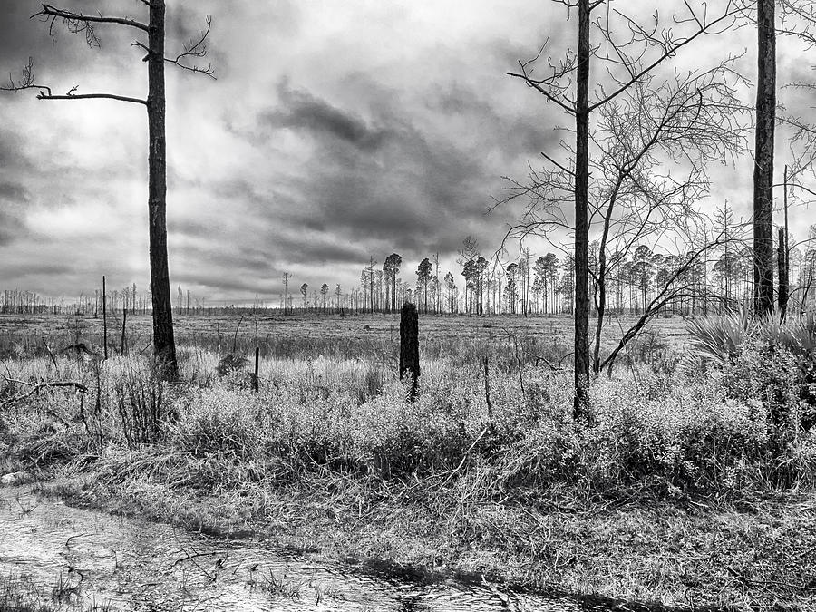 A Florida Landscape 1 Photograph by Howard Salmon