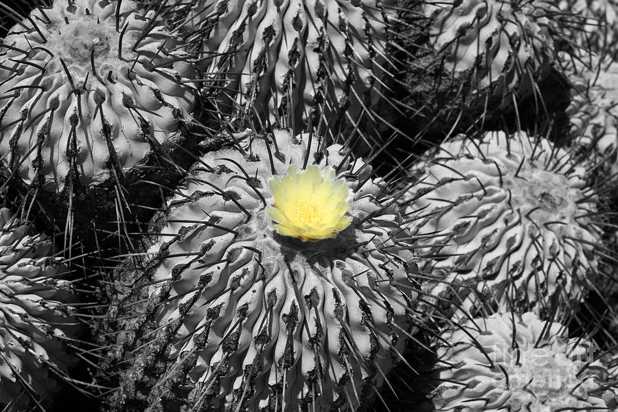Nature Photograph - A flower among thorns by James Brunker