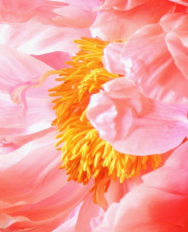 Abstract Flower Photograph - A flower effect by Stephanie Callsen Abstract Flower Photograph - A flower effect by Stephanie Callsen