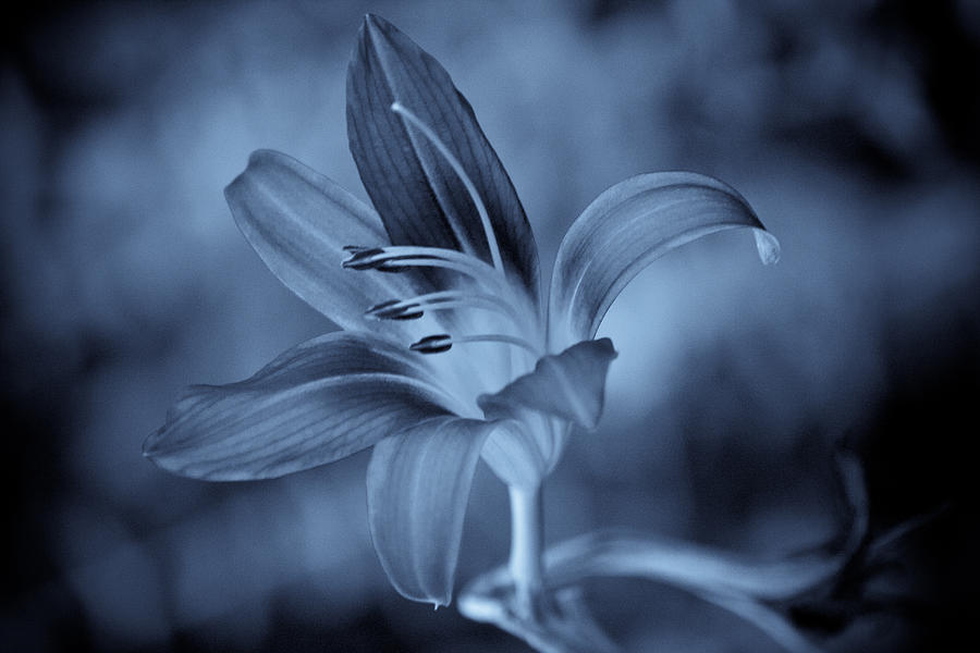 A Flower in The Dark Photograph by Zareef Shanoudy - Fine Art America
