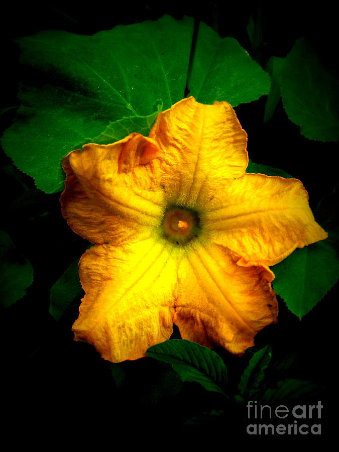 A Flower of a Squash Photograph by Alex Blaha