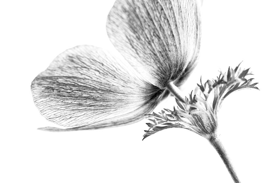 Black And White Photograph - A Flower Of No Color by Caitlyn  Grasso