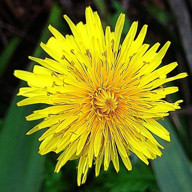 A Flower Or A Weed Dandelion Photograph by Rita Frederick