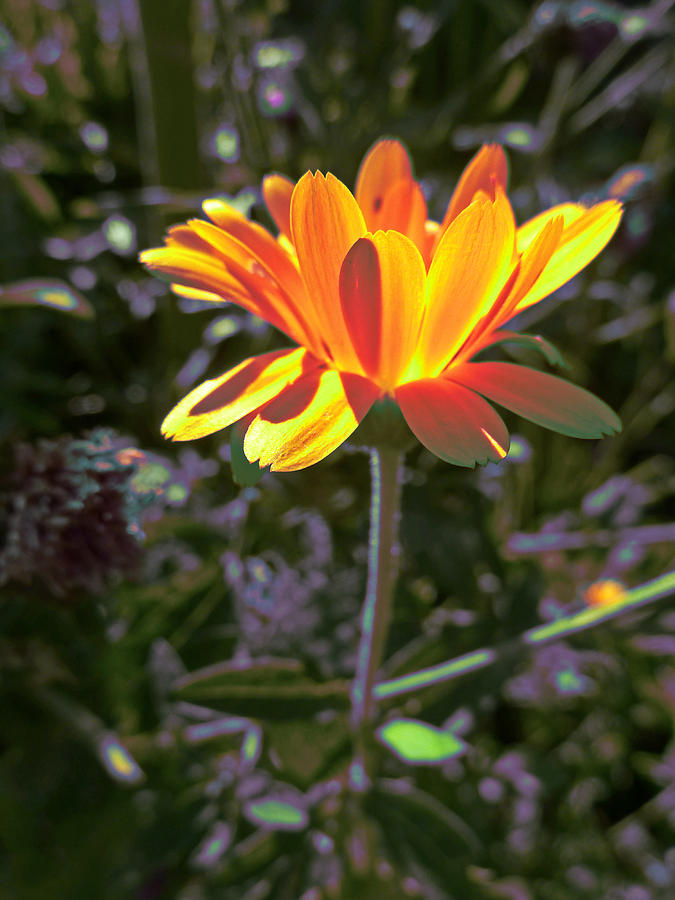 A Flowers Glow Photograph by Steve Taylor