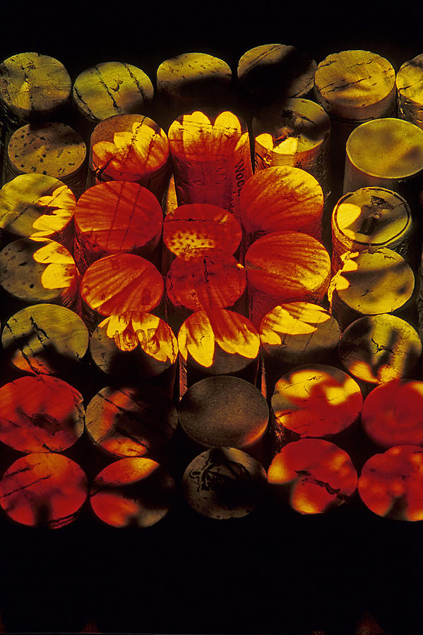 A Flowery Aroma Photograph by Doug Davidson