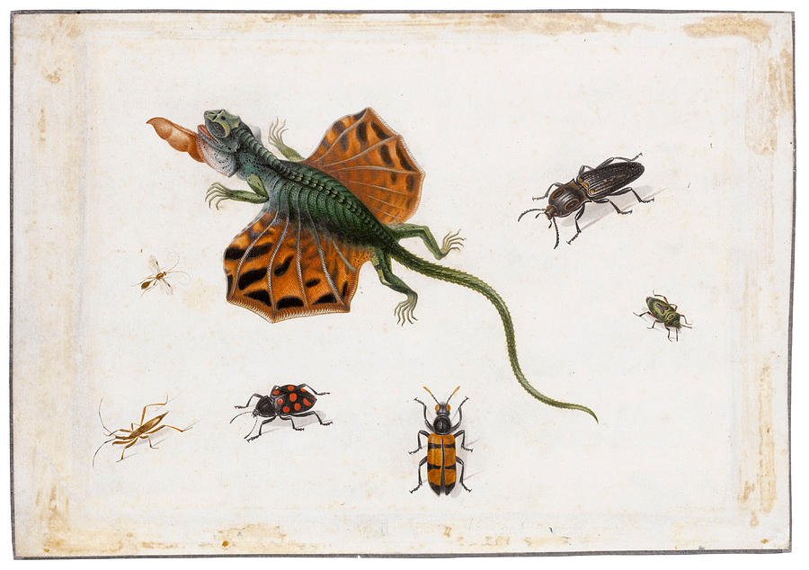 A Flying Lizard surrounded by Beetles and other Insects Painting by Herman Henstenburgh