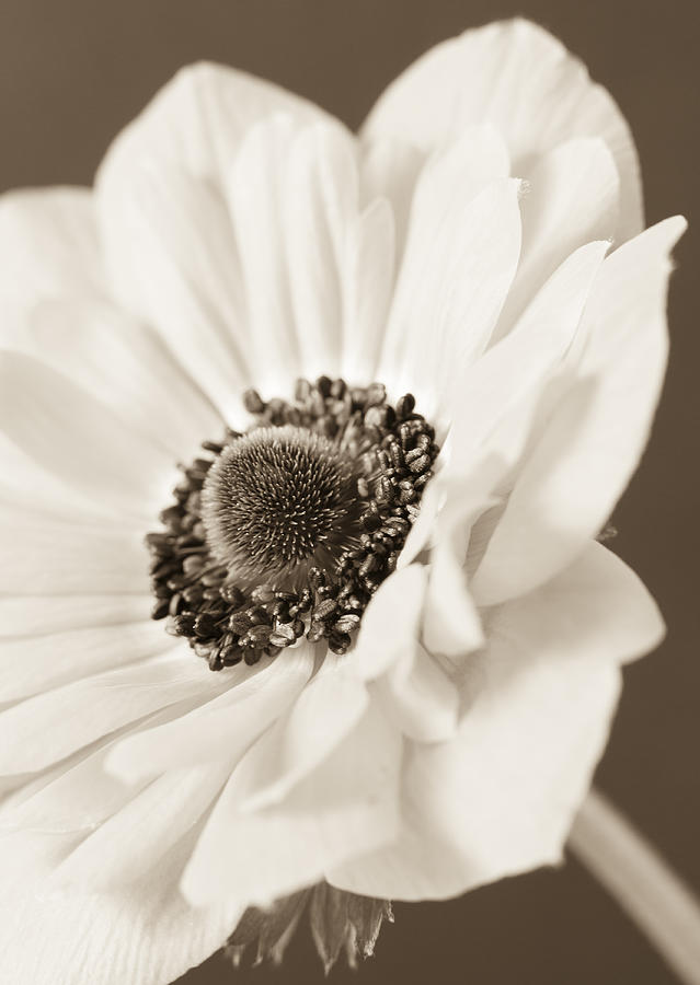 Flower Photograph - A Focus on the Details by Caitlyn  Grasso