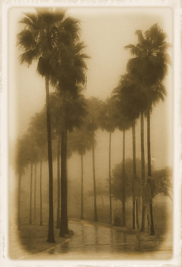 A Foggy Day Photograph by Joseph Hollingsworth