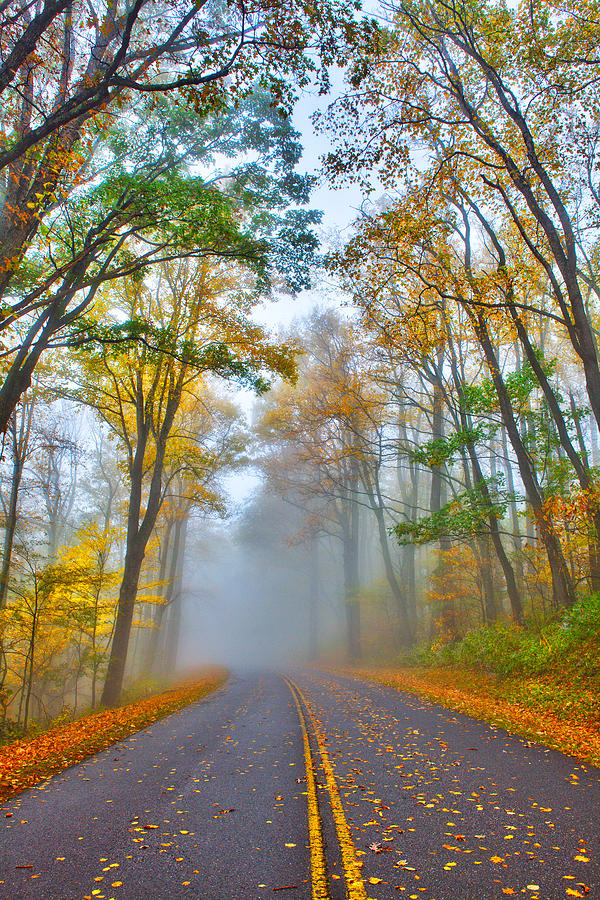 A Foggy Drive Into Autumn - Blue Ridge Parkway Photograph by Dan Carmichael