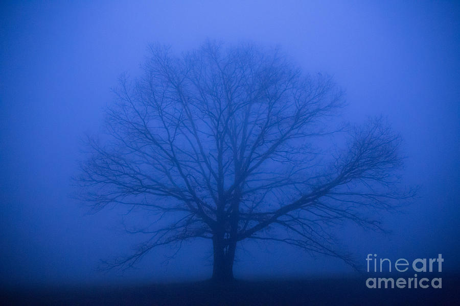 A Foggy Tree Photograph by Robert Loe