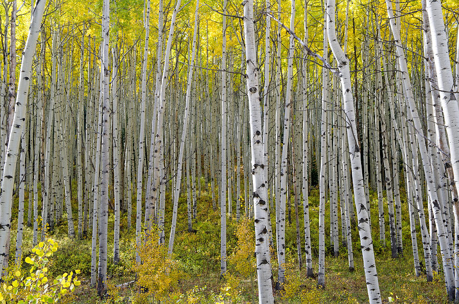 A Forest of Almost Golden Aspens Photograph by Willie Harper