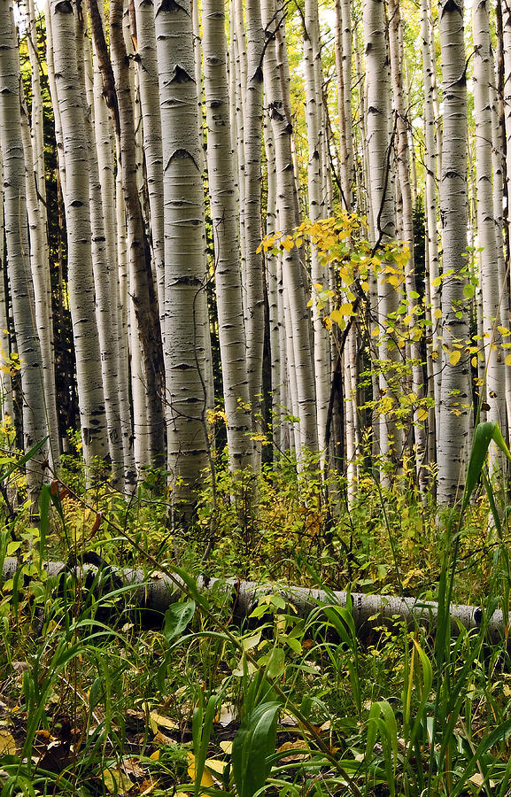 A Forest of Aspen Photograph by Eric Rundle