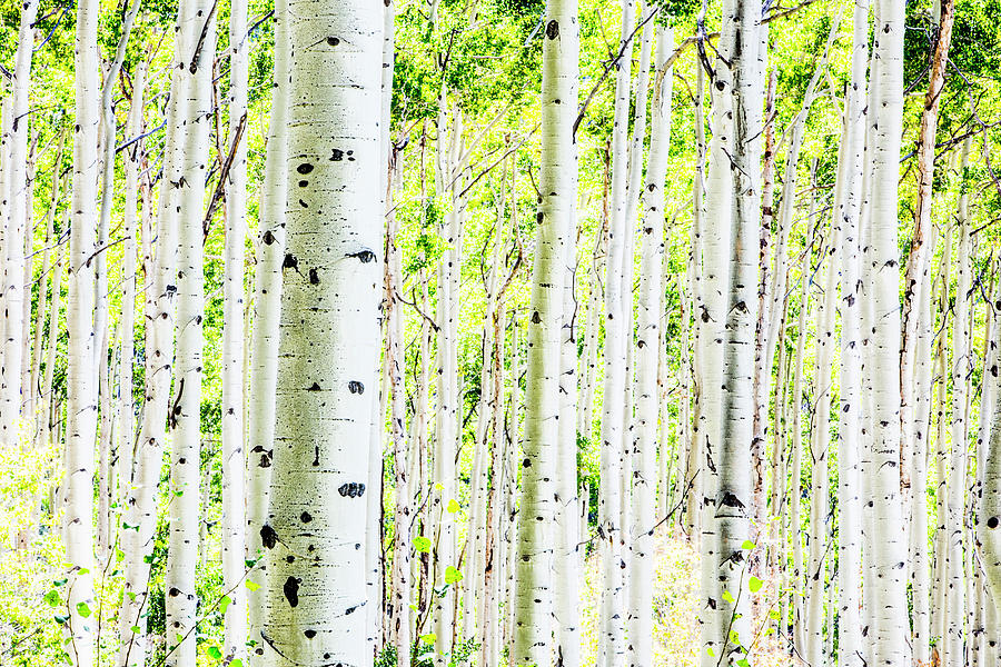 A Forest Of Aspen Trees In The Fall Photograph by Jordan Siemens