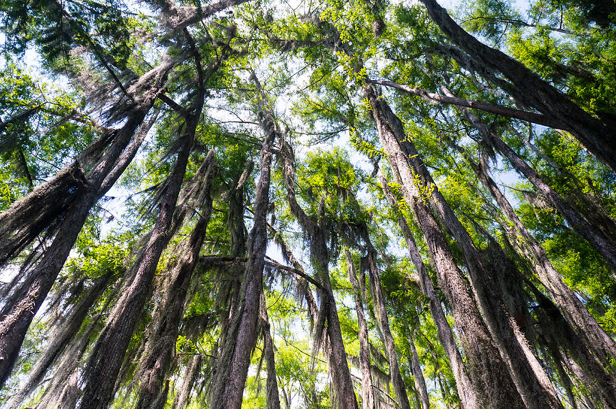 Nature Photograph - A forest of bald cypress trees in the Caddo Lake area by Ellie Teramoto