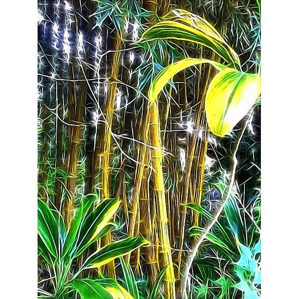 Iloveyou Photograph - A #forest Of #bamboo In #hilo #hawaii by Debi Tenney
