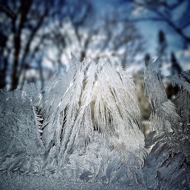A Forest Of Frost Upon My Window Pane Photograph by Natasha Marco