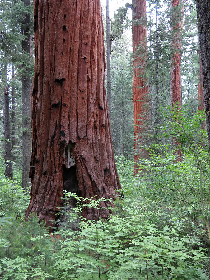 Nature Photograph - A Forest of Giants by Laurel Powell