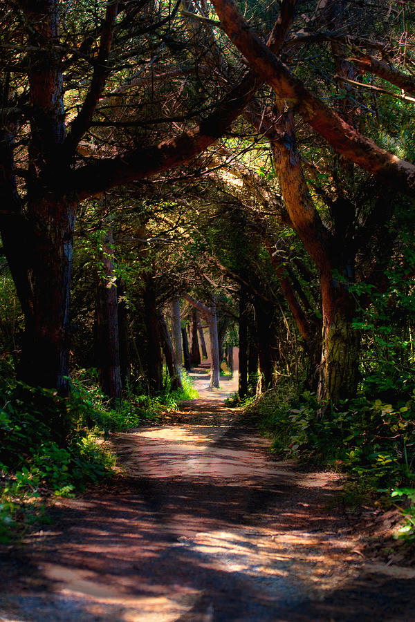 A Forest Path -Dungeness Spit - Sequim Washington Photograph by Marie Jamieson