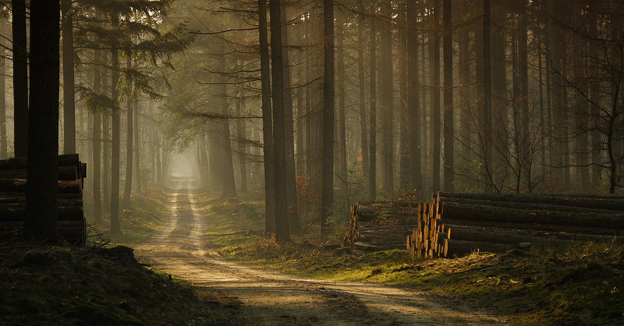 Forest Photograph - A Forest Walk by Jan Paul Kraaij
