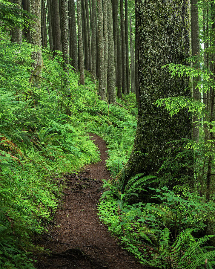 A Forested Trail Passes Over Neahkahnie Photograph by Robert L. Potts ...