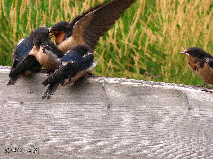 A Fourth Baby Barn Swallow Wants in on Lunch Painting by J McCombie