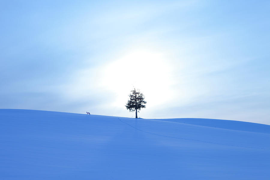 A Fox And A Tree In Snow Field Photograph by Ichiro A Fox And A Tree In Snow Field Photograph by Ichiro