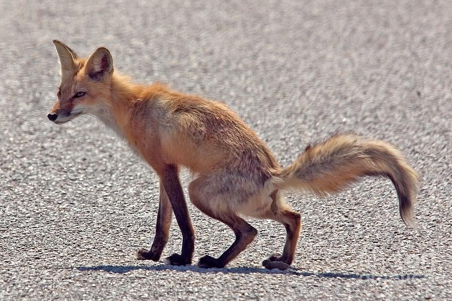 A Fox Defacating in the Roadway Photograph by John Harmon