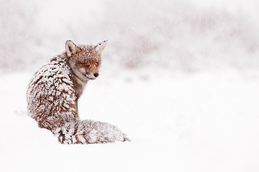 Christmas Photograph - A Red Fox Fantasy by Roeselien Raimond