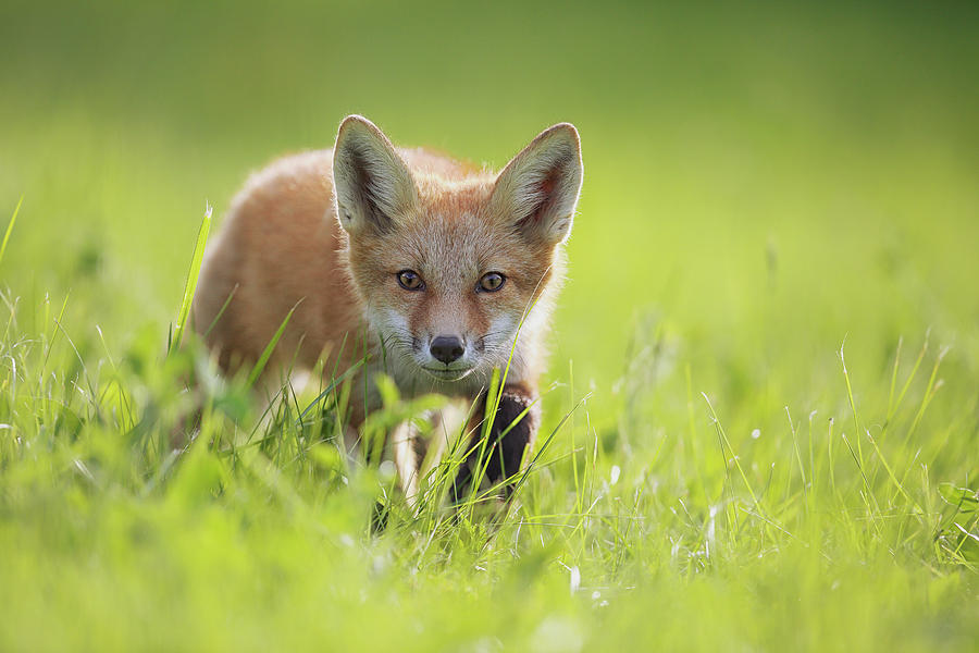 A Fox In The Grass Montreal, Quebec Photograph by Vladislav Kamenski ...