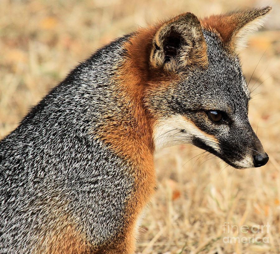 A Foxy Pose Photograph by Adam Jewell