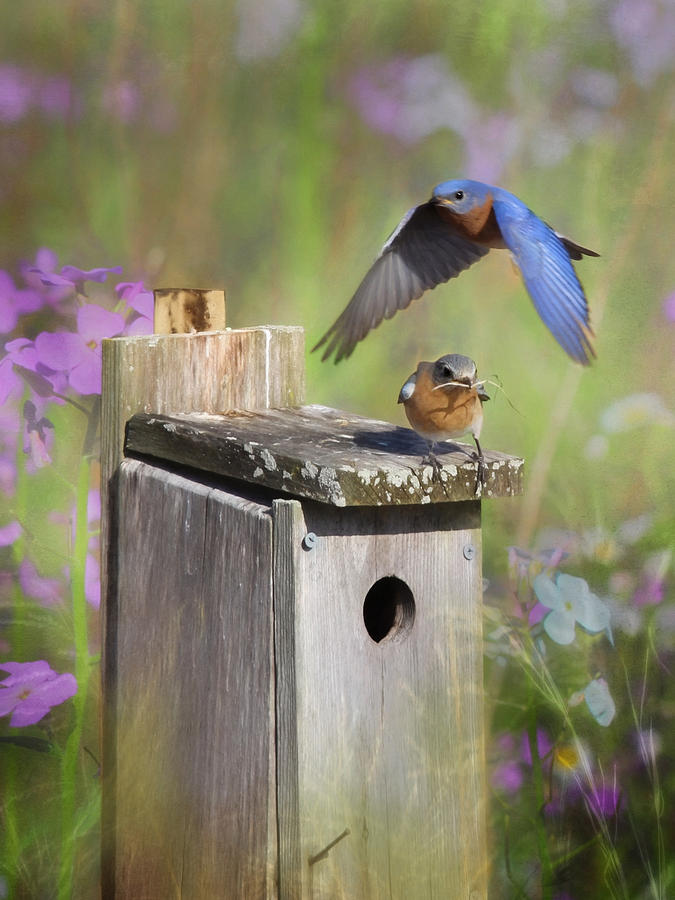 Bird Photograph - A Fresh Start by Lori Deiter