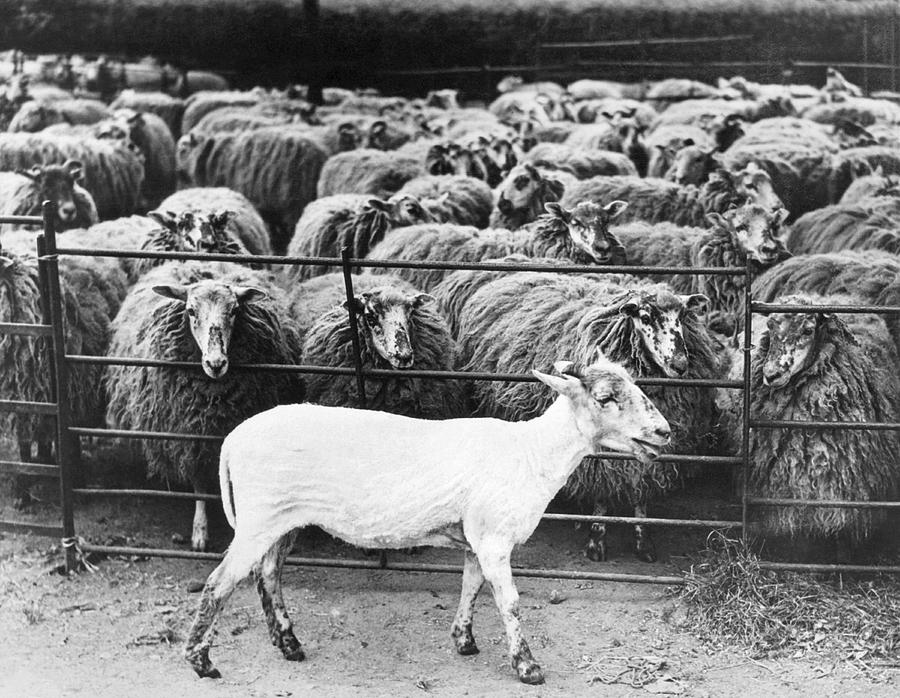 Animal Photograph - A Freshly Sheared Sheep by Underwood Archives