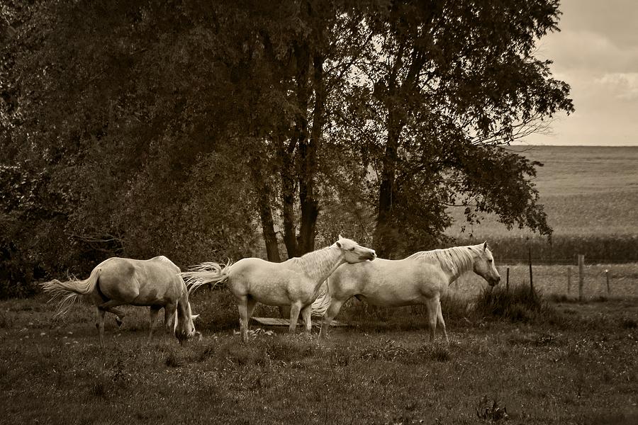 A Friend Indeed - Horses  Photograph by Nikolyn McDonald