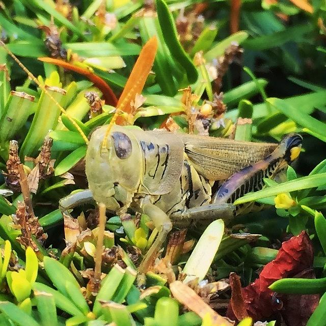 Grasshopper Photograph - A Friendly Visit by Angela Davis