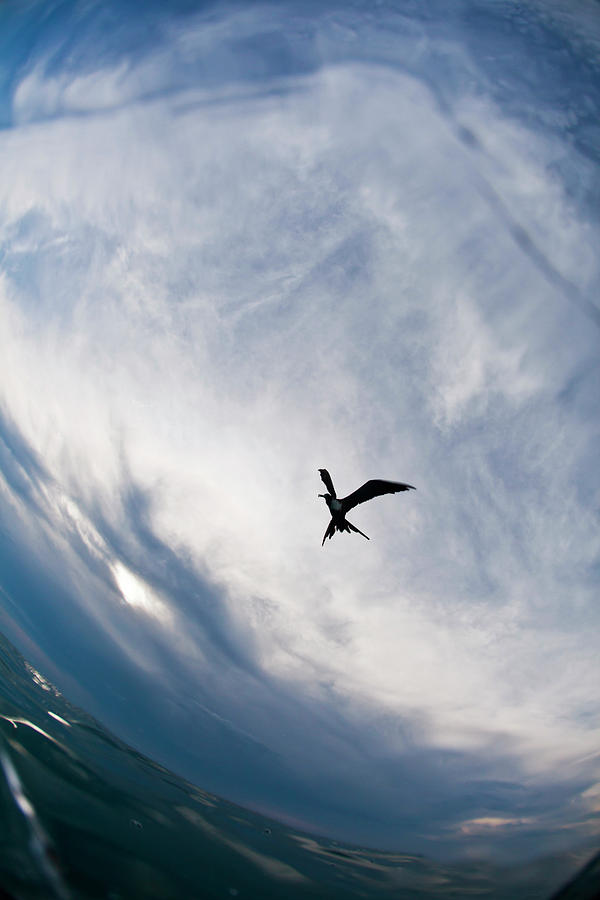 A Frigate Bird Is Seen Flying Photograph by Logan Mock-Bunting A Frigate Bird Is Seen Flying Photograph by Logan Mock-Bunting