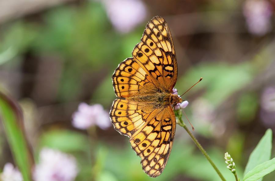 A Fritillary Butterfly Rests Photograph by Robert L. Potts