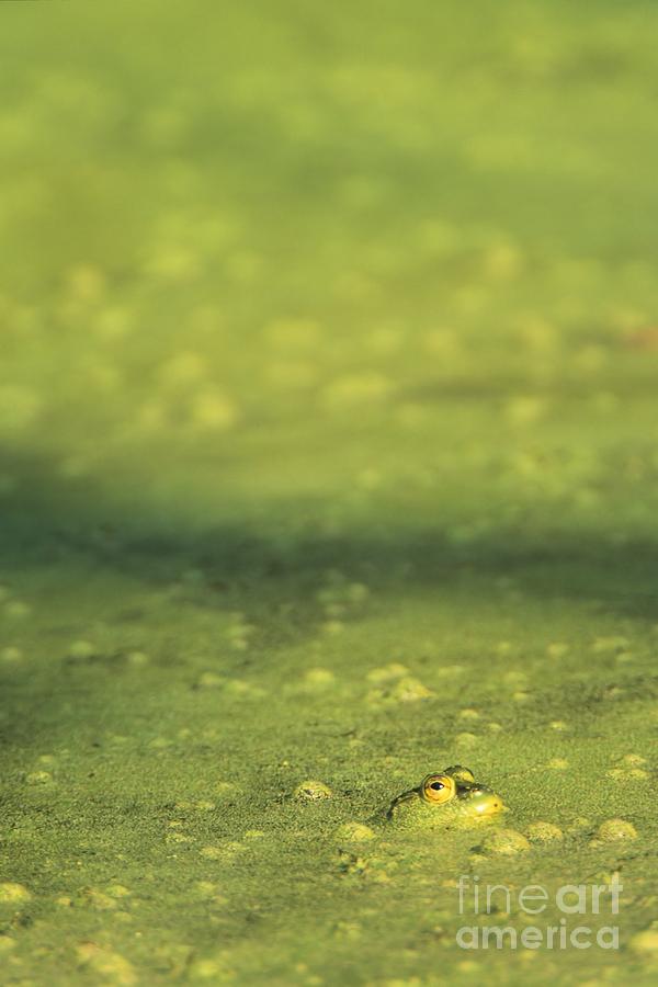 A Frog in Pond Muck Photograph by John Harmon